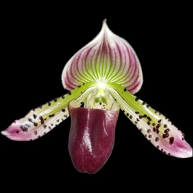Paphiopedilum Hsinying Alien X Sib (Paphiopedilum)