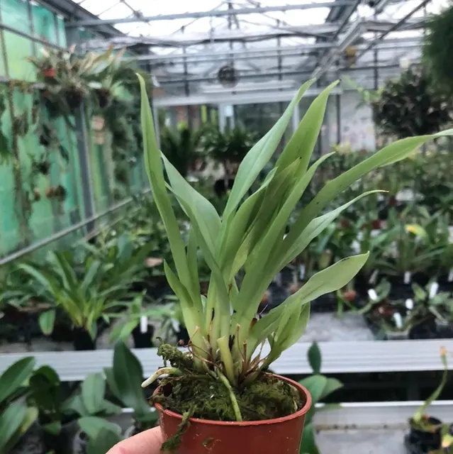 Kefersteinia mystanica