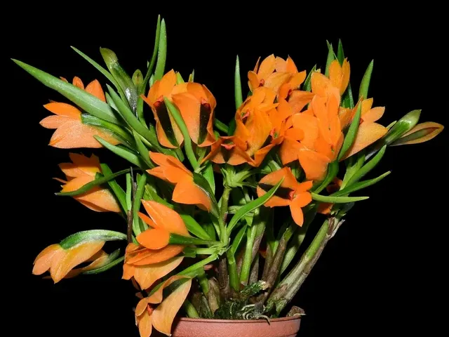 Dendrobium Gigi Portilla (Dendrobium)