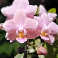 [Bare-root] Phal. Miki Freckle 海棠果 [2.5" NBS][Jun Preorder]
