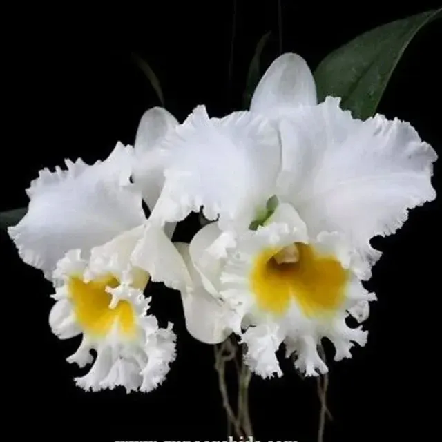 Rhyncholaeliocattleya Platinum Charm