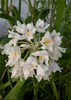Neobenthamia gracilis