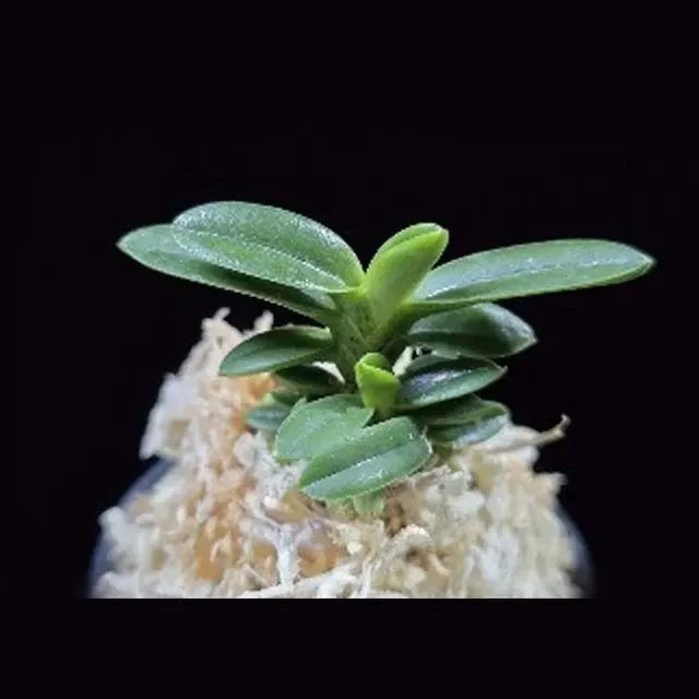 Neofinetia falcata 'Odong' (Neofinetia)