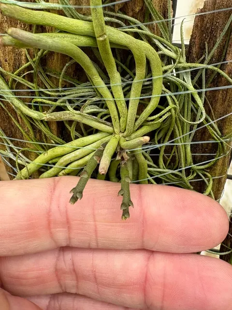 Chiloschista usneoides (Chiloschista)