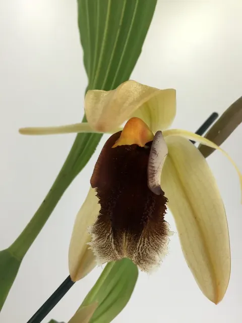 Coelogyne usitana x salmonicolor (Coelogyne)