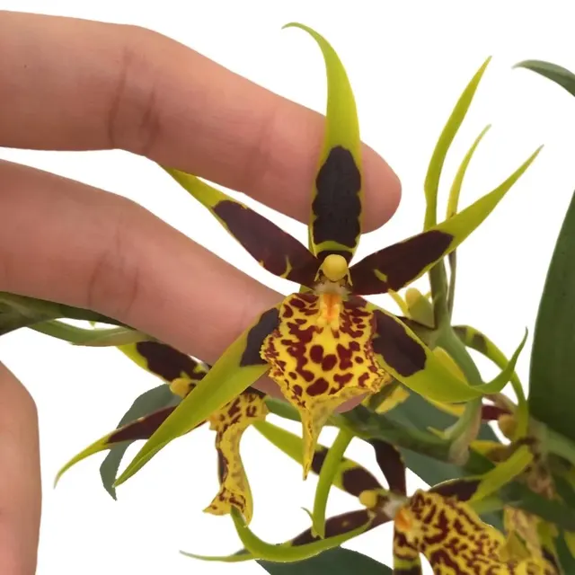 Brassia Mystic Maze (Brassia)