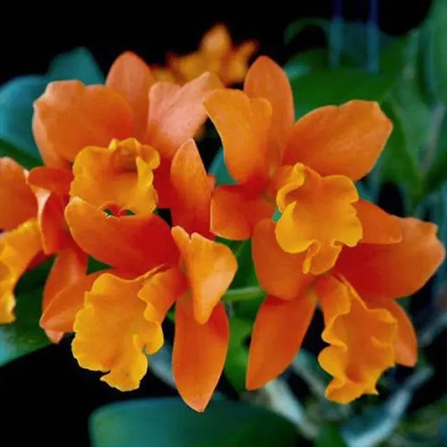 Cattleya Rth.Netrasiri 'Star Bright Orange' (Cattleya)