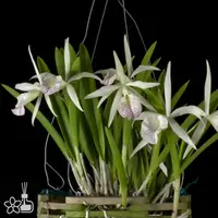 [Bare-Root] Bc. Nanipuakea 'Dogashima' [2.5" MS][Jun in stock]