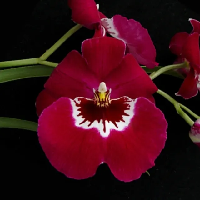 Miltoniopsis Hajime Ono