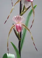 Paphiopedilum Lady Isabel