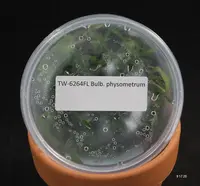 FLASK Bulb. physometrum