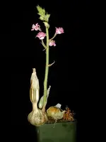 Calanthe-cardioglossa — Other Plants