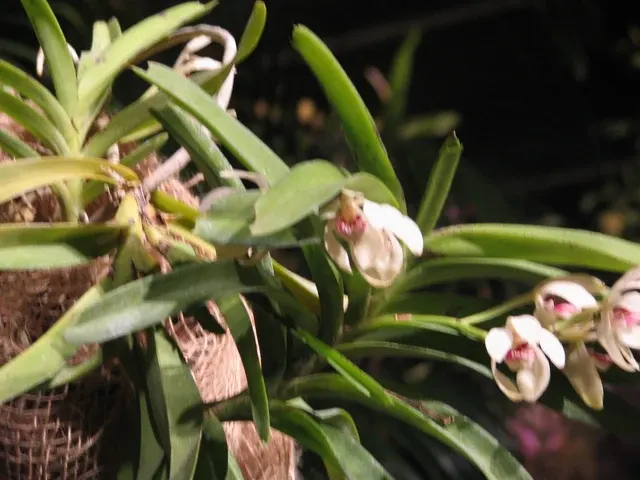 Vanda pumila (Vanda)