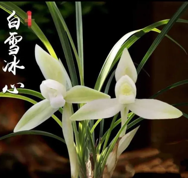 Cymbidium goeringii 'Alisan' (Cymbidium)