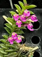 Schoenorchis scolopendria (mounted) - Miniature Orchid