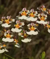 Tolumnia bahamensis