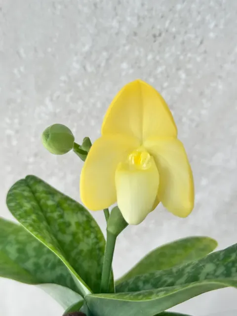 Paphiopedilum concolor alba (Paphiopedilum)