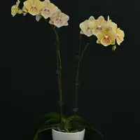 Phalaenopsis Chi Yueh Yellow Chameleon 2.5"