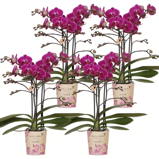 Phalaenopsis Morelia