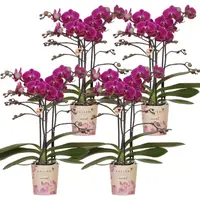 COMBI DEAL – 4 paarse Morelia orchideeën