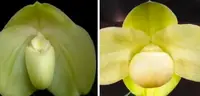 Paphiopedilum KARL PLOBERGER (bellatulum album x hangianum album)