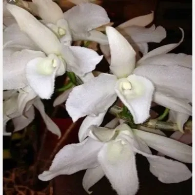 Dendrobium superbum var alba sp (Dendrobium)