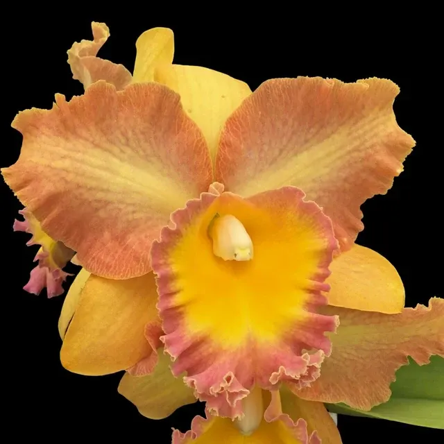 Cattleya Alliance - Curtis Oda 'Volcano Queen'