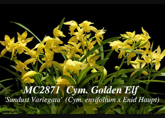 Cymbidium Golden Elf 'Sundust Variegata' (Cymbidium)