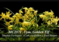 Cymbidium Golden Elf 'Sundust Variegata' (Cym. ensifolium ' Iron Bone ' 鐵骨素心 x Enid Haupt)