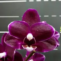 Phalaenopsis I Hsin Black Soot 2.5"