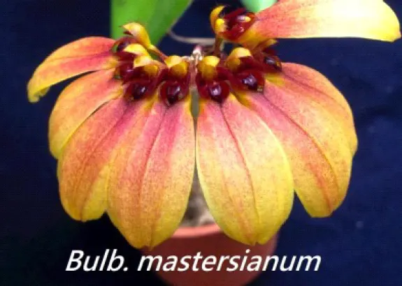 Bulbophyllum mastersianum