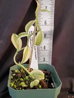 Vanilla planiflolia Super Variegated