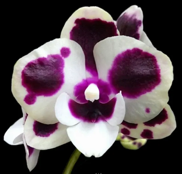Phalaenopsis Miki Clownfish