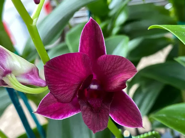 Dendrobium Blue Violetta x Diamond Queen ‘Wine’