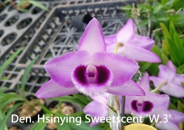 Dendrobium Hsinying Sweetscent “W-3”, Cascade Type, Sweet Fruit Scent!