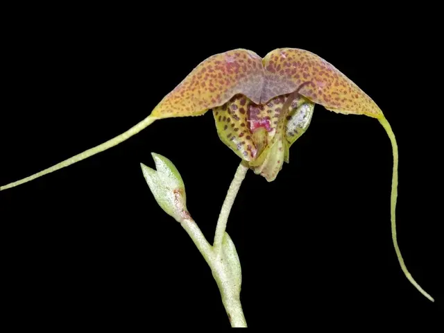 Scaphosepalum decorum (Scaphosepalum)