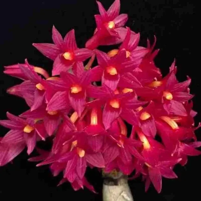 Dendrobium usitae sp 'Red Coral'