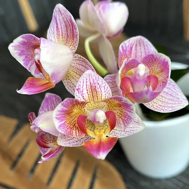 Phalaenopsis Miki Sweety