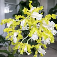 Laelia undulata alba 'Graf's Emerald' AM/AOS