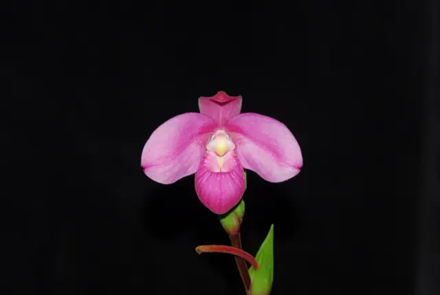 Phragmipedium Memoria Mariza Rolando 3n (Phragmipedium)