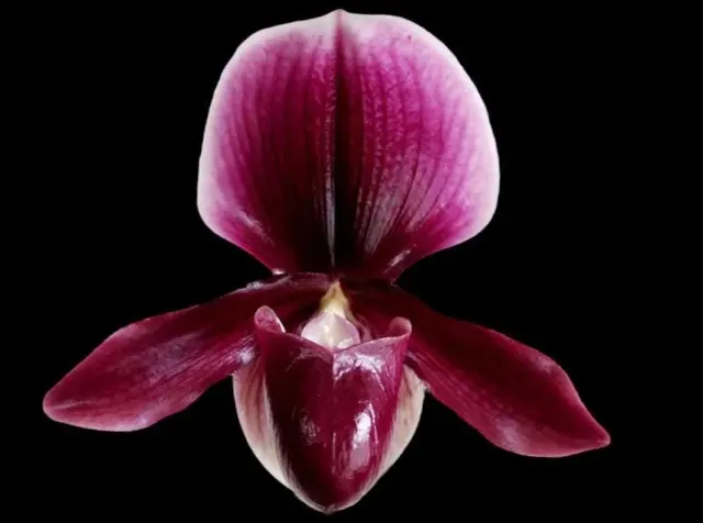 Paphiopedilum Kai Beauty x charlesworthii 'KP'