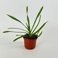 Vanda brunnea