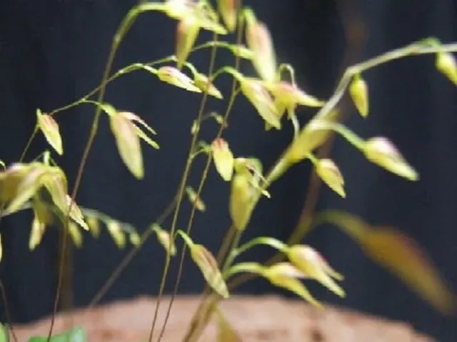 Pleurothallis grobyi (Pleurothallis)