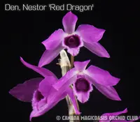 Den. Nestor 'Red Dragon' (DNRD) (Hybrid)