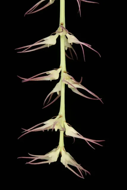 Bulbophyllum vitiense (Bulbophyllum)