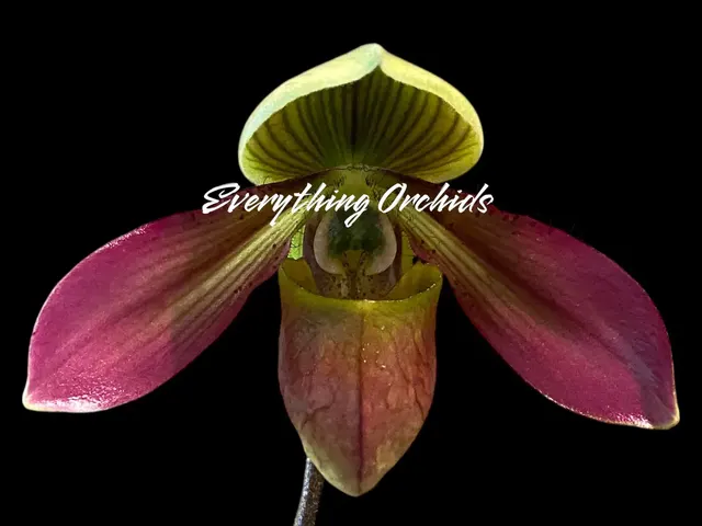 Paphiopedilum QF Philia