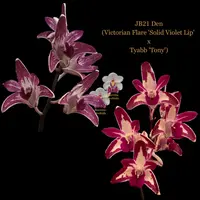 Dendrobium Orchid Seedling JB21 Den (Victorian Flare 'Solid Violet Lip' x Tyabb 'Tony')