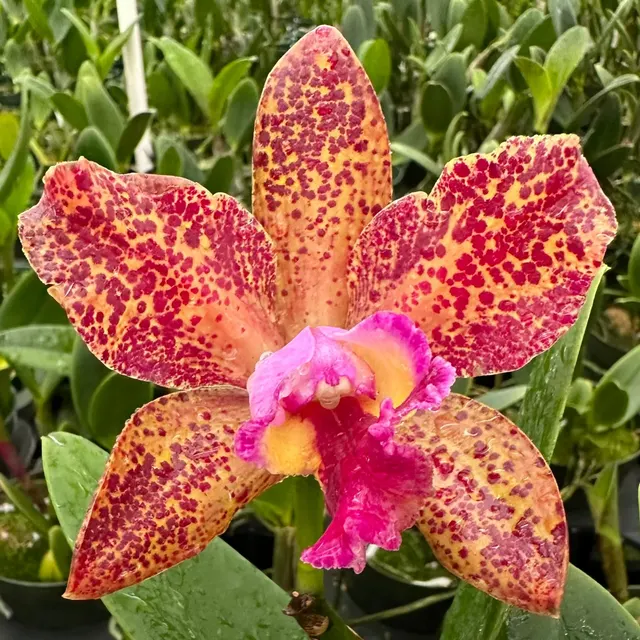 Rhyncholaeliocattleya Waianae Leopard × Jennifer Margaret (Rhyncholaeliocattleya)