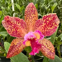 RLC Waianae Leopard ‘Ching Hua’ x C. Jennifer Margaret