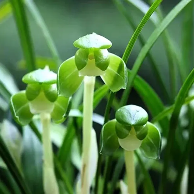 Cymbidium goeringii 'Ikkyu' (Cymbidium)